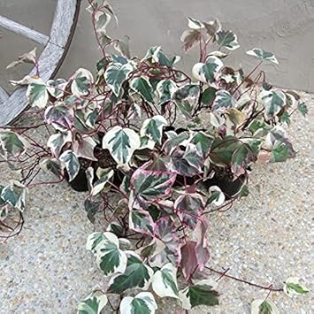 Amazon Co Jp ヘデラ カナリエンシスバリエガータ 24本 Diy 工具 ガーデン