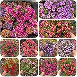 Zauberglöckchen, für sonnige plätze Calibrachoa...