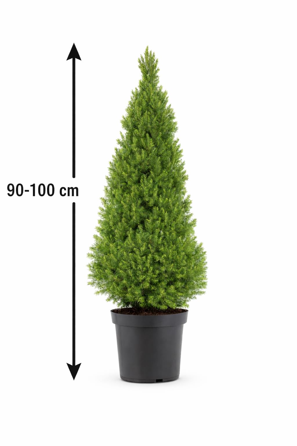 Picea glauca 'Conica' Zuckerhutfichte 90-100 cm  kompakte, winterharte  Zwergfichte ideal als Kbelpflanze, Sichtschutz oder dekorativer  Solitrbaum fr Garten, Balkon & Terrasse : Amazon.de: Garten