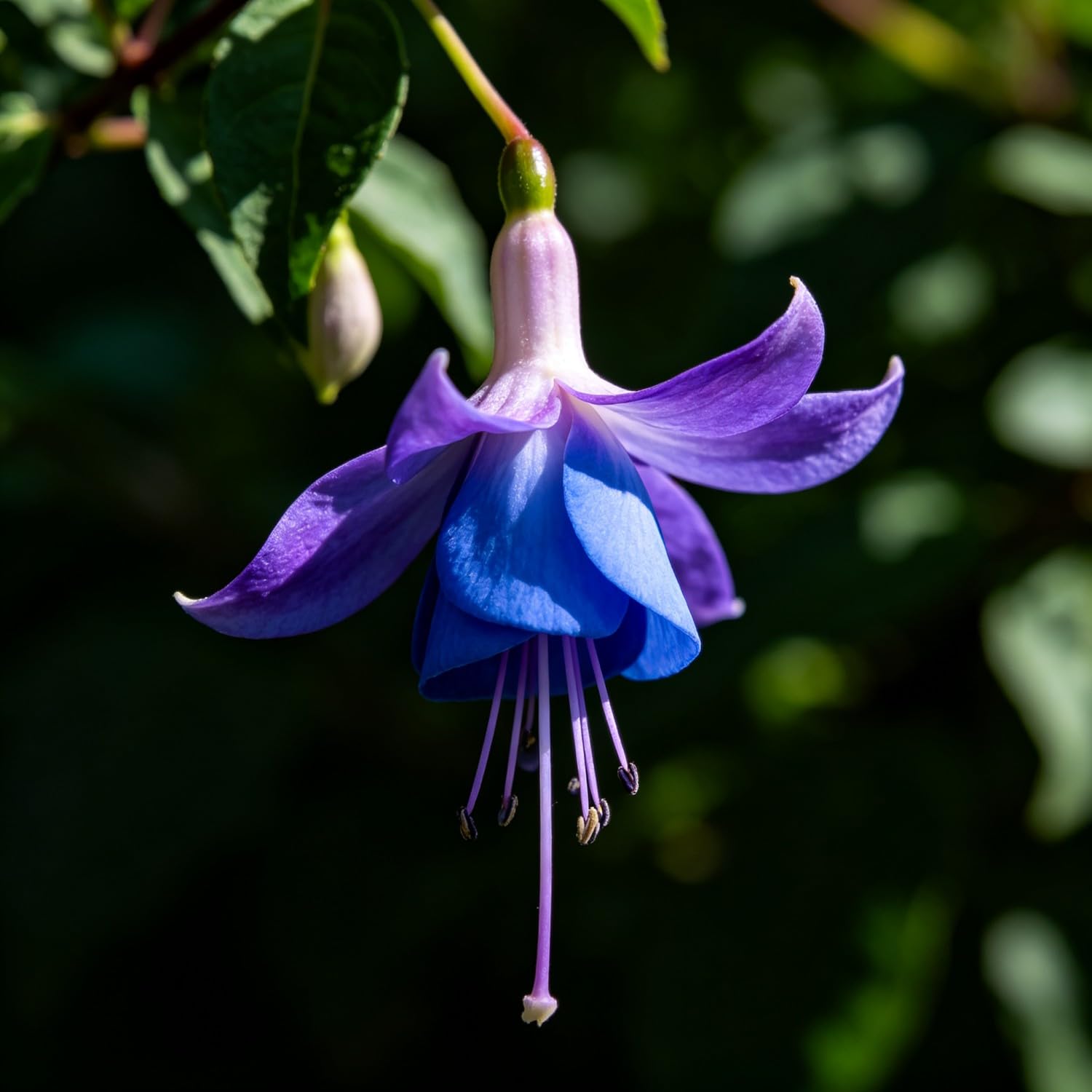 Fuchsia Seeds-Hardy Perennial， Excellent Display Indoor，Balcony，Garden