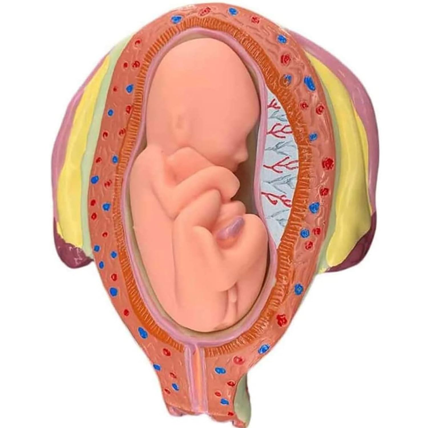 8 Stück menschliche Embryo/Fetus-Entwicklungsmodell, Stadien der Schwangerschaft in der Gebärmutter mit abnehmbaren Teilen, Schwangerschafts-Becken-Anatomie-Modell für Ärzte, Krankenschwestern