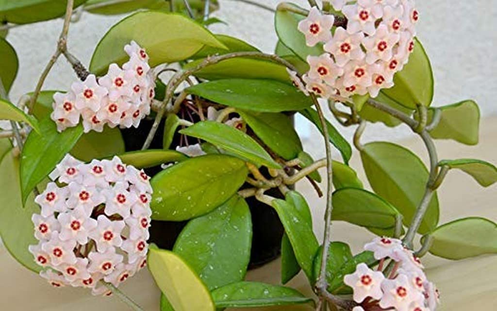 Creative Farmer Hoya Wax White Fragrant Healthy Live Plant (Healthy Plant) (B09QSKZX2Y) Amazon Price History, Amazon Price Tracker