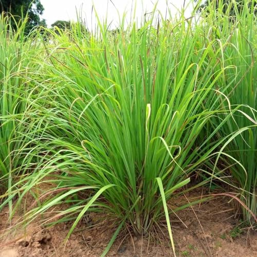 Image of Live Lemongrass Plant with Pot | Fresh Herbal Grass for Home Garden & Kitchen Use | Medicinal Plant for Natural Remedies, Tea & Cooking | Indoor Outdoor Gardening | Pack of 1