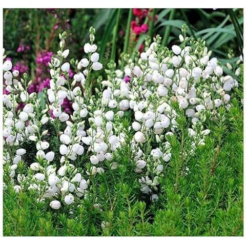 GrowOn Shrubs Irish Heather 'White Blum' Cover