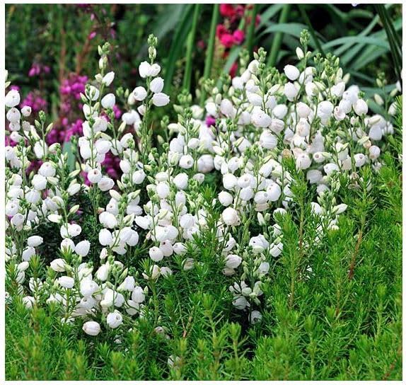 GrowOn Shrubs [x3] Irish Heather Daboecia Cantabrica 'White Blum' | Multi-Pack | Evergreen Shrubs | Outdoor Garden Ready Plants | Summer and Autumn Flowering | White Flowers