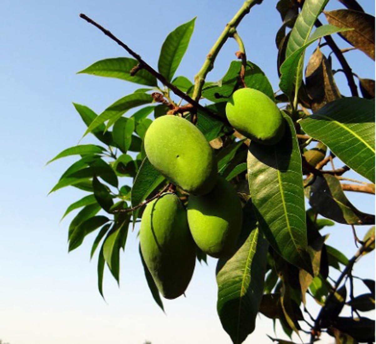 See full amazon price history chart for Green view King Of Chakapat Mango Plant Healthy Grafted Live Plant, Pack of 1 (Fruit After 1 Year) Green view King Of Chakapat Mango Plant Healthy Grafted Live Plant, Pack of 1 (Fruit After 1 Year) (B0BGQFML3H) Amazon Price History, Amazon Price Tracker