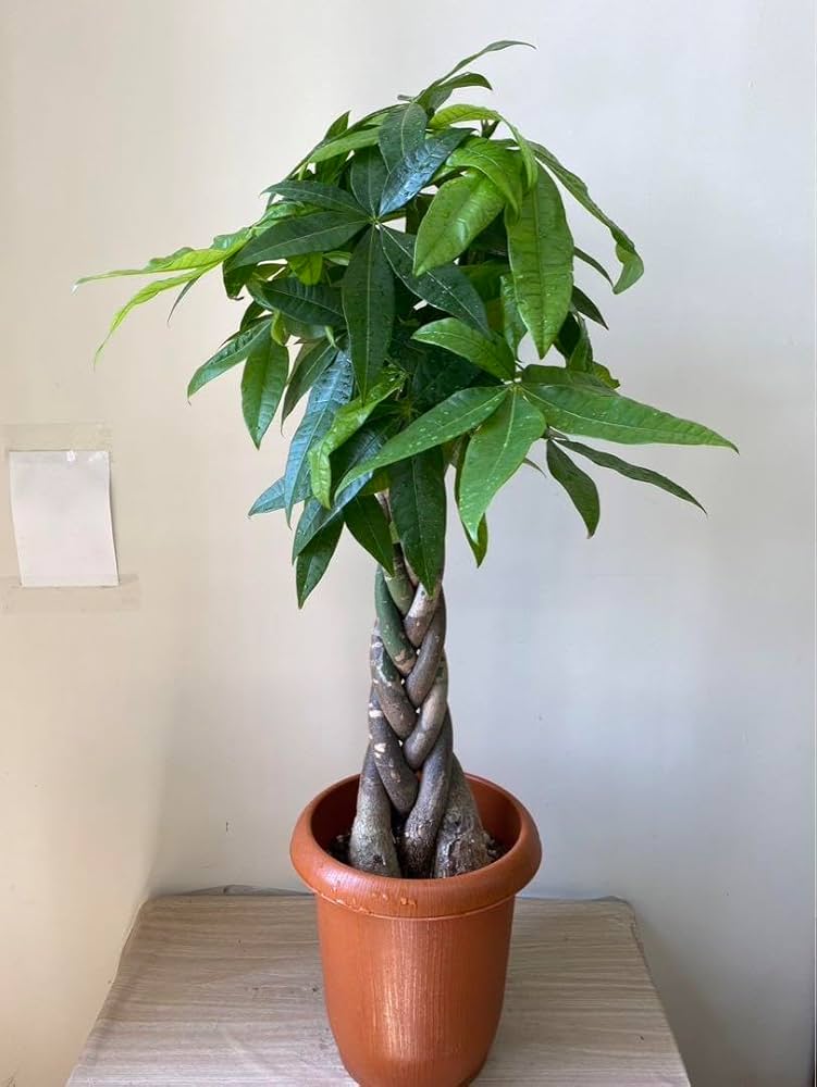 週末特価！パキラ　苗　苗木　観葉植物　ねじり　5株植え　8号鉢　三つ編み 週末特価！パキラ 苗 苗木 観葉植物 ねじり 5株植え 8号鉢 三つ