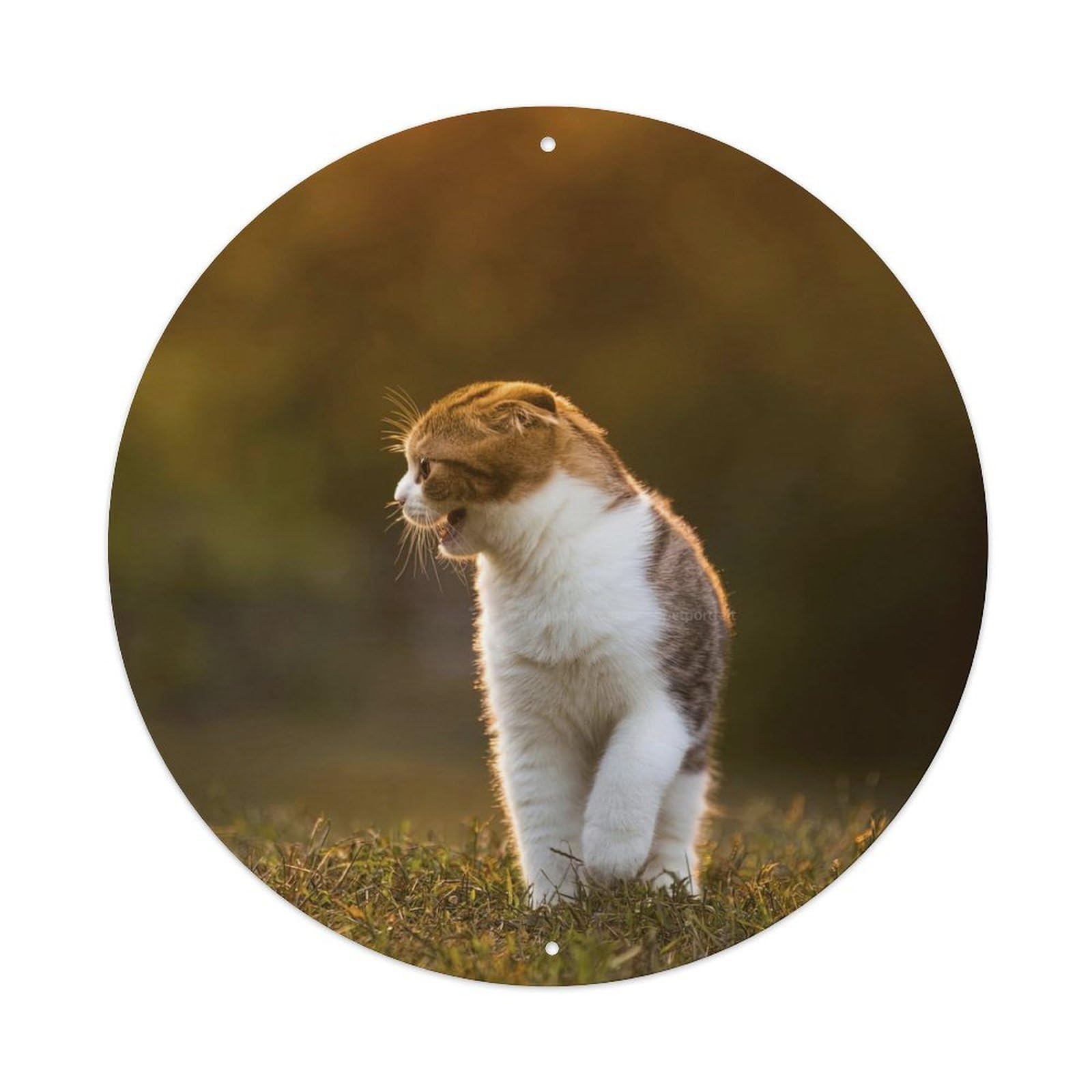 Cwbufd Vintage Style Scottish Fold Cat In Golden Hour Soft Light Natural Habitat Vintage Metal Tin Sign Plaque Wall Decor For Cafe, Club Bar, Office, Garden Metal Poster 8X8inch