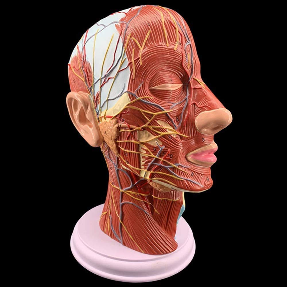 Menschlicher Kopf Oberflächliche Neurovaskulärer Modell, Gesicht Anatomie Medizinisches Gehirn Hals Medianschnitt, Kosmetischer Gesichtsnerv Micro-Gestaltung Lehrmittel