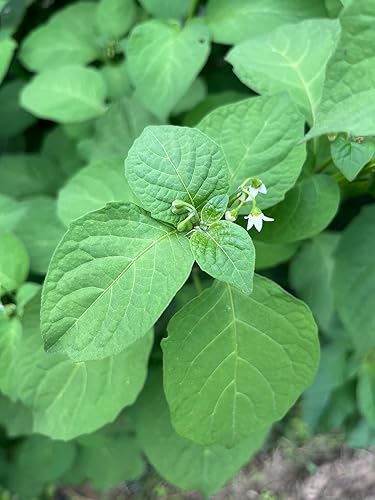 Managu Kikuyu African Black Nightshade Paquete de semillas prémium