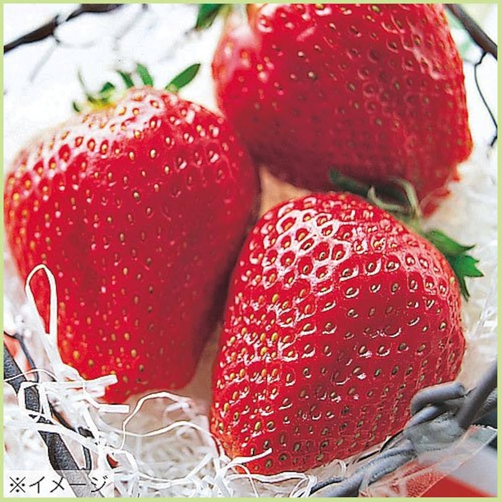 イチゴ苗 アイベリー　50株 イチゴ苗 アイベリー 50株 イチゴ：アイベリー大株植え6号ポット