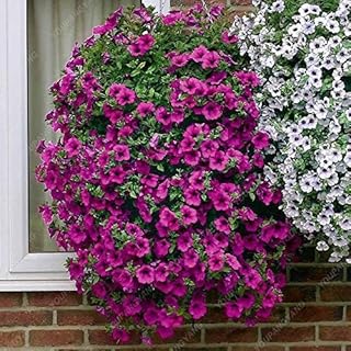 Generic Seeds 5 : Potted Flower Seeds Rare Green Garden Balsam Camellia Impatiens Seeds Four Seasons Garden Flowering Seedss 100 Particles/lot: Only Seeds