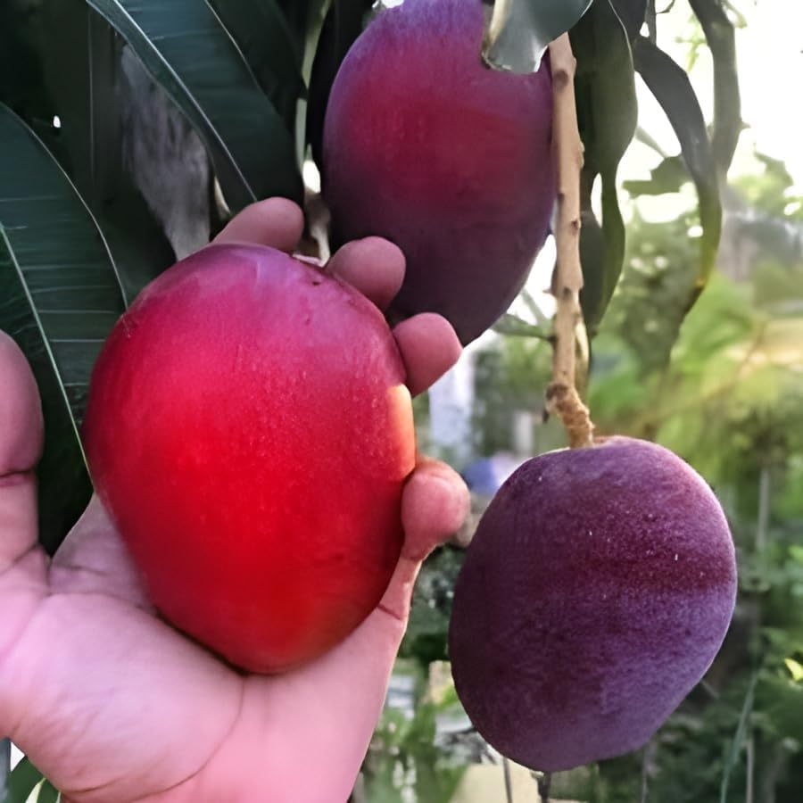 Image of Miyazaki Mango Grafted Hybrid Live Plant, Pack of 1 | Plant 1.5 Feet Height, Healthy Fruit Plant, For Home Garden