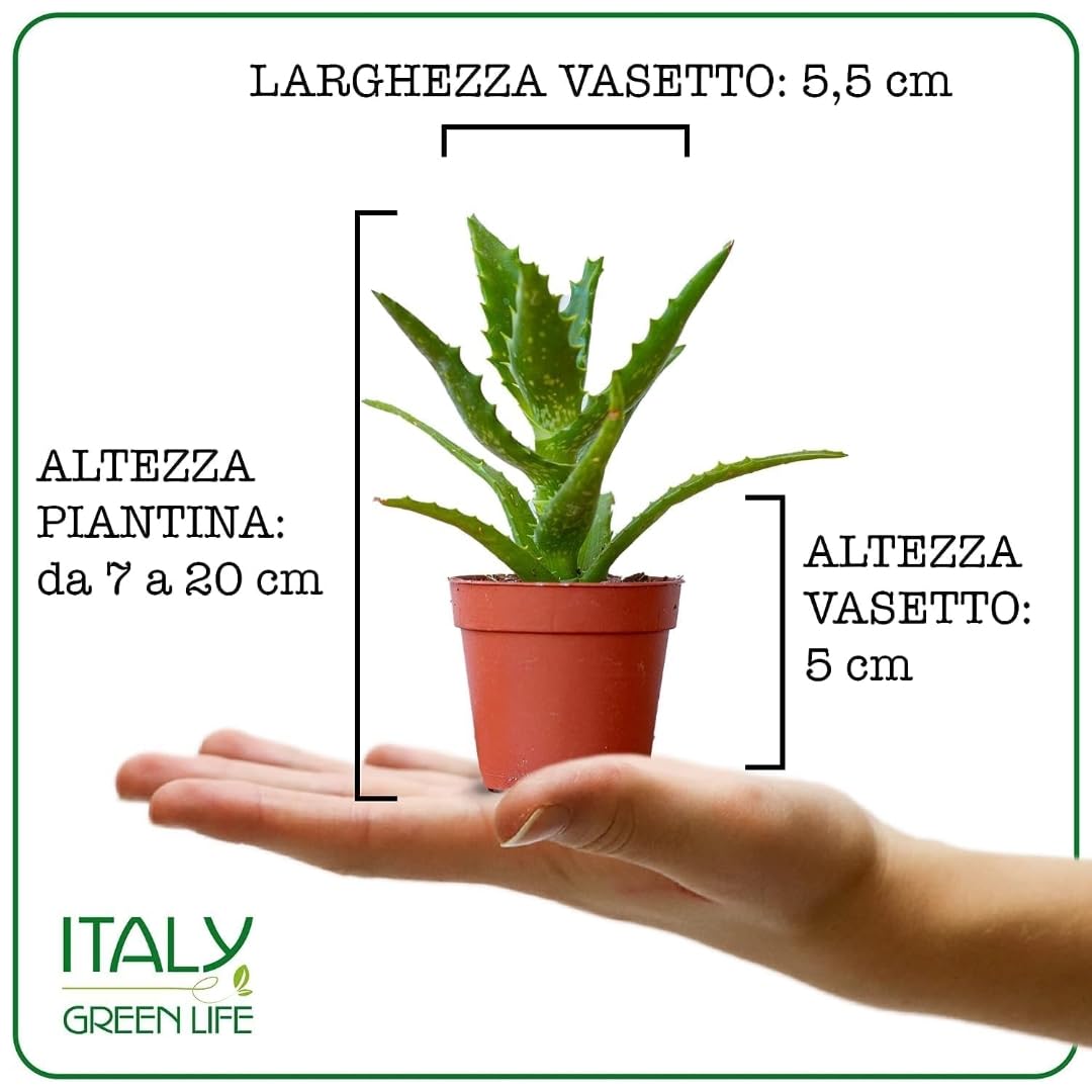 Set di 20 Piante Grasse Vere Senza Spine, Vaso 5,5cm, Mini Piantine da Interno ed Esterno - Piante Succulente Ideali per Scrivania, Casa e Ufficio - Le piantine variano in base alla disponibilità
