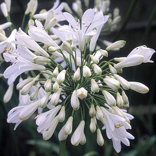 Miniatura 4 de Agapanthus Getty White - 3 plantas vivas - Hierba de cobertura vegetal floreciente
