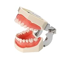 Vista 2 de Typodont Teeth Model Kilgore NISSIN 200 Type Detachable Removable 28pcs Screw-in Teeth Model with Screwdriver Suitable Teaching Dental Students