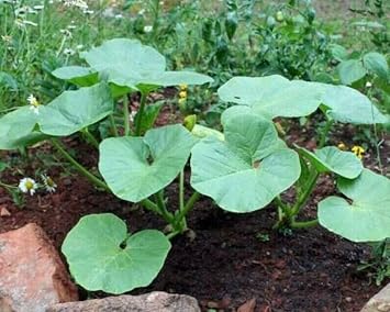 15 Kabocha Ambar Squash Seeds – Cucurbita Maxima – Sweet Japanese Squash with Deep Orange Flesh – Compact Winter Squash – Free Plant Tag