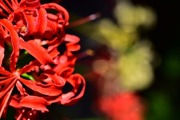 Amazon.co.jp: TAMRON 単焦点マクロレンズ SP AF60mm F2 DiII MACRO 1