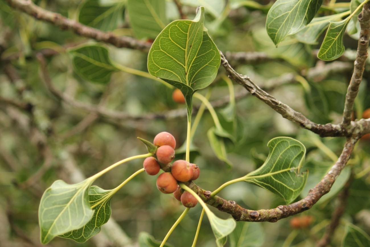 See full amazon price history chart for SHOP 360 GARDEN Rare Ficus Krishnae/Krishna Fig Seeds for Growing - Pack of 5 grams seeds SHOP 360 GARDEN Rare Ficus Krishnae/Krishna Fig Seeds for Growing - Pack of 5 grams seeds (B07XGQ1TXQ) Amazon Price History, Amazon Price Tracker