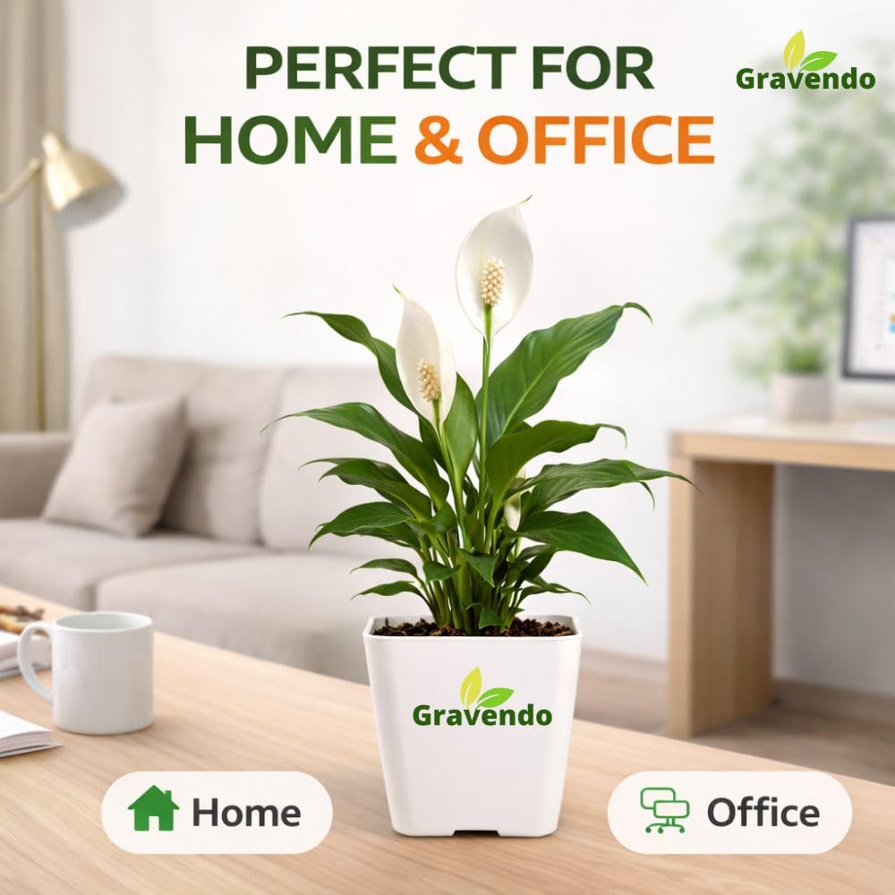 Peace Lily Plant - Air Purifying & Easy Care -5
