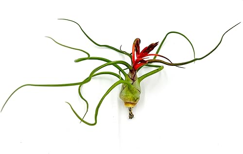 Miniatura 2 de ragnaroc Plantas de aire  Tillandsia Bulbosa floreciente grande 3-5 pulgadas  1 unidad  Llegada viva garantizada  Plantas de casa para decoración
