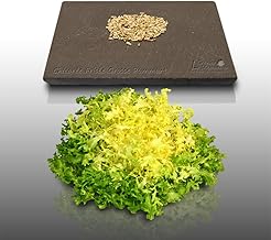 250 seeds to sow - Le Grenier d'Abondance - CHICOREE Kinky Big Pommant Seule - Cichorium