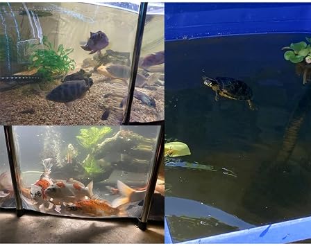 Rygcrud Large Above Ground Ponds for Fish, Aquarium Pool with Transparent Window & Steel Frame, Wanter Tank for Breeding Koi, Easy to Set Up(120x80x51cm)