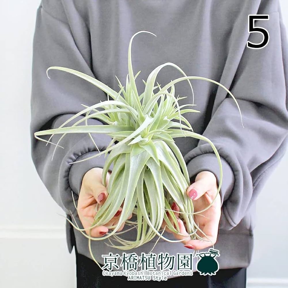 海外販売× 【現品】エアプランツ チランジア・プルプレア (34