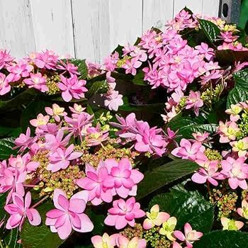 アジサイ ☆アジサイ・ブラックスチール”ゼブラ”6号底面給水鉢