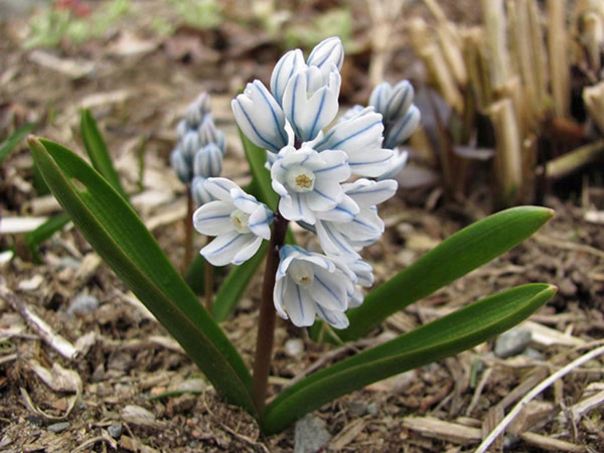 50 X Puschkinia Libanotica Bulbs - 'Russian Snowdrop' Bulbs - Freshly Lifted - Small Bluish-White Flowers Pleasant Aroma - Eurobulbs - (50)
