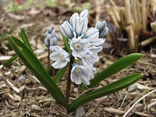 50 X Puschkinia Libanotica Bulbs - 'Russian Snowdrop' Bulbs - Freshly Lifted - Small Bluish-White Flowers Pleasant Aroma - Eurobulbs - (50)