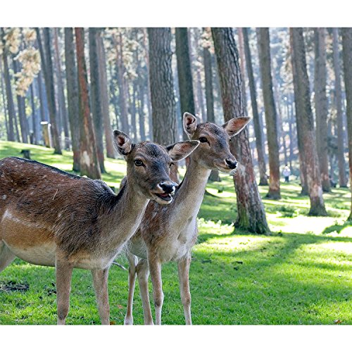 Tableau biche cerf mignon toile imprimée pour habiller un mur vide