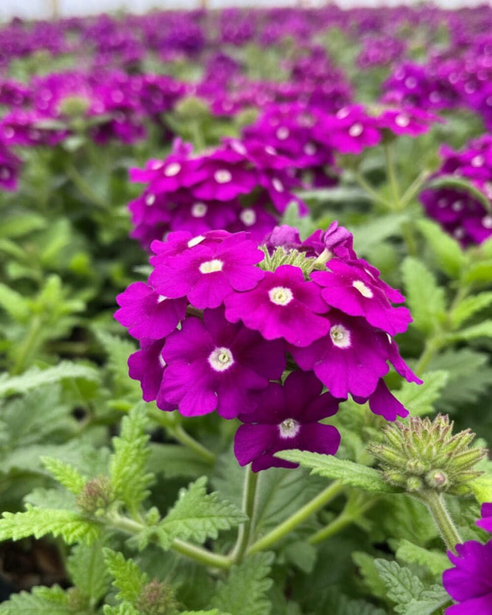 Perennial Farm Marketplace Verbena EnduraScape 'Purple' (Vervain) Perennial, Size-#1 Container, Bright Violet Flowers