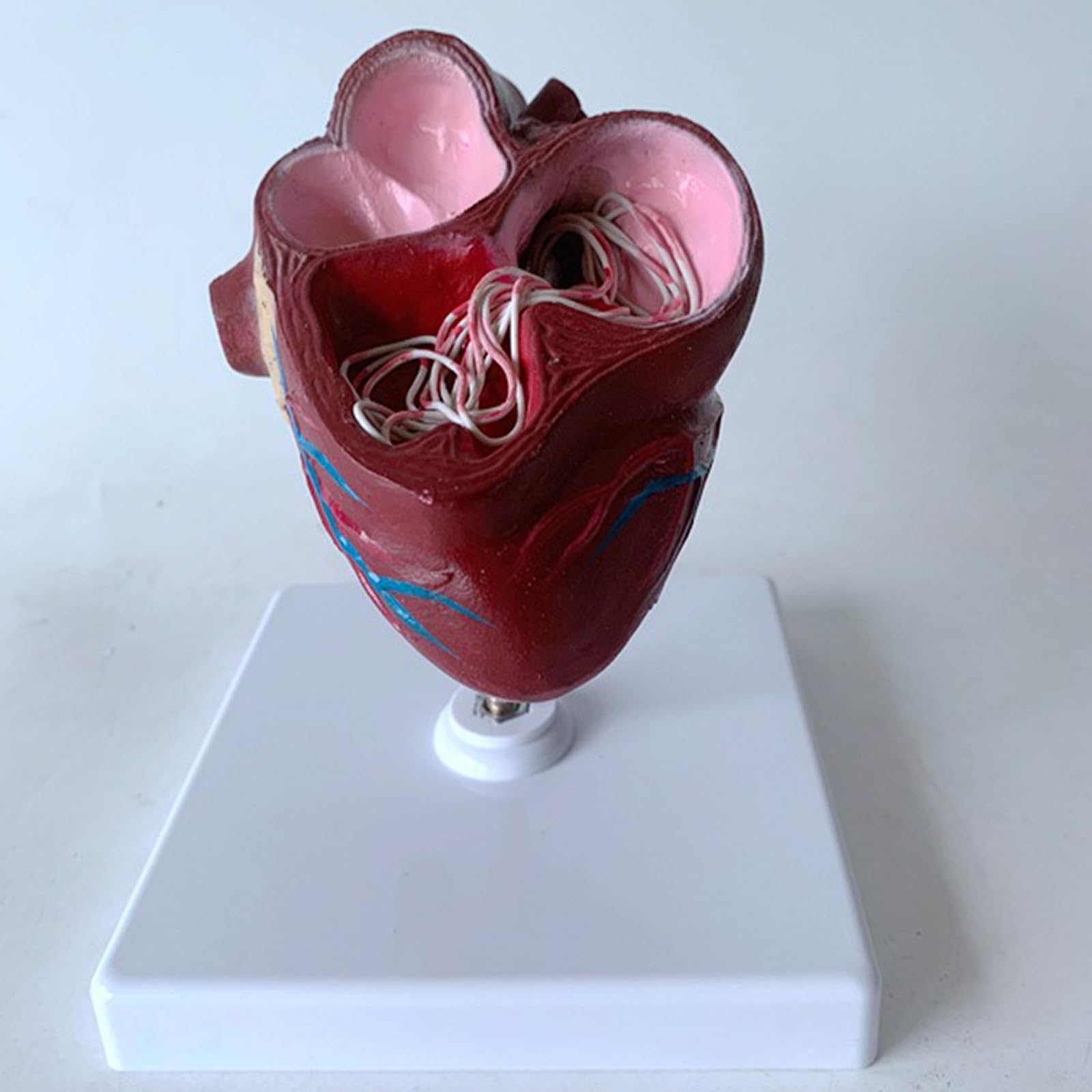 Modelo de anatomía de corazón y gusano del corazón de perro, construido con ventrículos y vasos sanguíneos, equipado con una base desmontable, perfecto para la educación veterinaria y el uso docente.