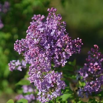 Scentara Pura Lilac - Syringa x hyacinthiflora - 4"" Pot - Proven Winners, Purple