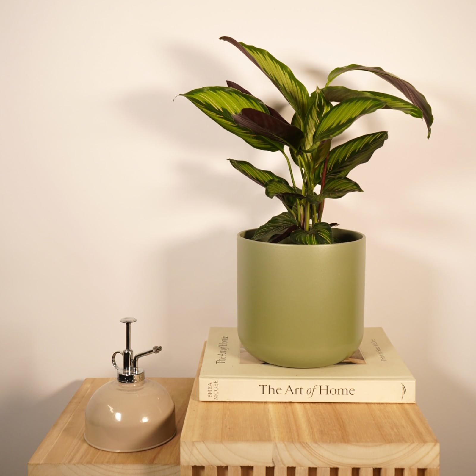 Carbeth Plants 3 x Calathea Majestica Princeps Indoor Plant in 14cm Pot - Bold White, Pink & Green Variegated Foliaged Tropical Prayer Plant - Easy Care & Air Purifying Houseplant for Home or Office