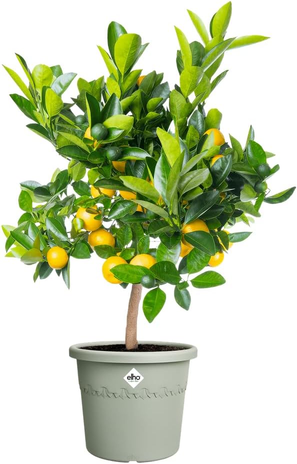 elho Algarve Cilindro 30 - Flower Pot Outdoor - 100% Recycled Plastic - Ø 29.5 x H 24.7 cm - Green/Thyme Green