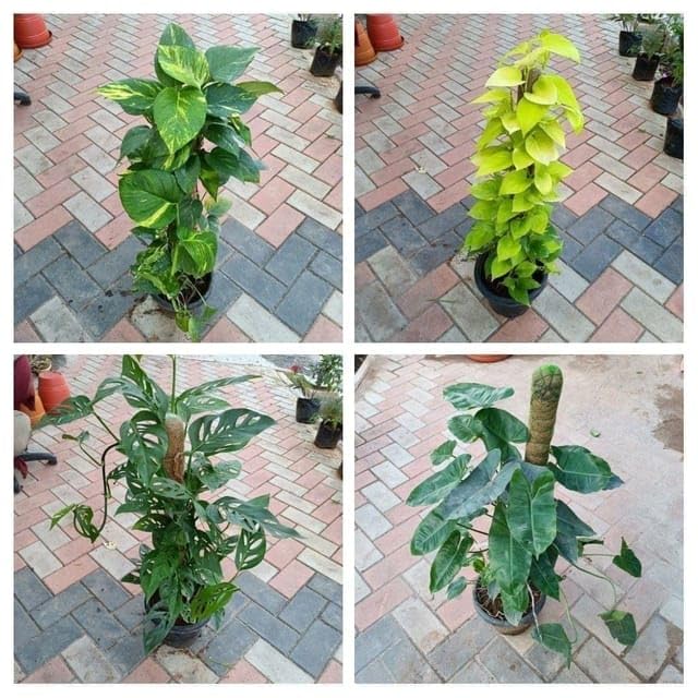 Large indoor s Combo -Set of 4 - (Money Golden & Green, Broken Hearts & Philodendron) Plant with moss sticky in Nursery excellent (B0CYYZ276M) Amazon Price History, Amazon Price Tracker