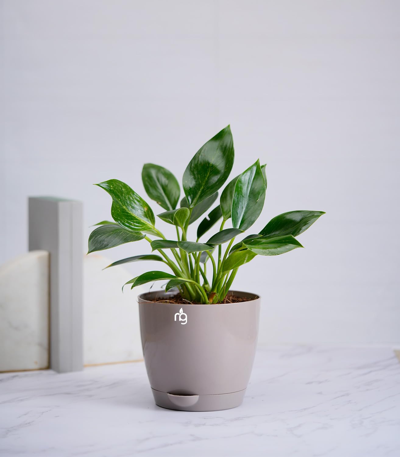 Nurturing Green® Philodendron Birkin Plant in Mocha Self Watering Plastic Pot (Size: Medium) | Rare Indoor Plants Live | Indoor Plants For Living Room (B0CB3B67B5) Amazon Price History, Amazon Price Tracker