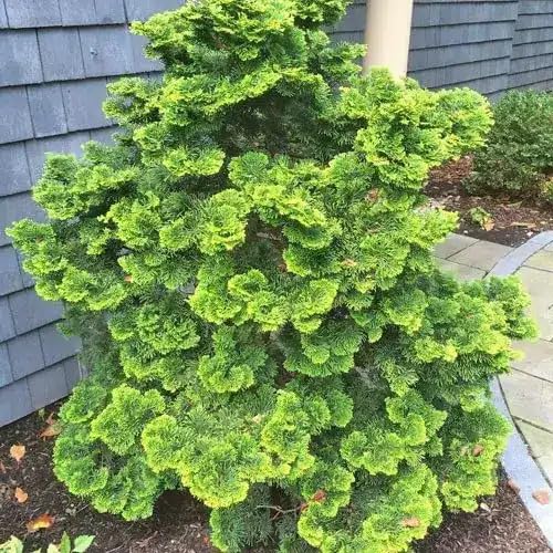50pcs Green Hinoki Cypress Tree Seeds
