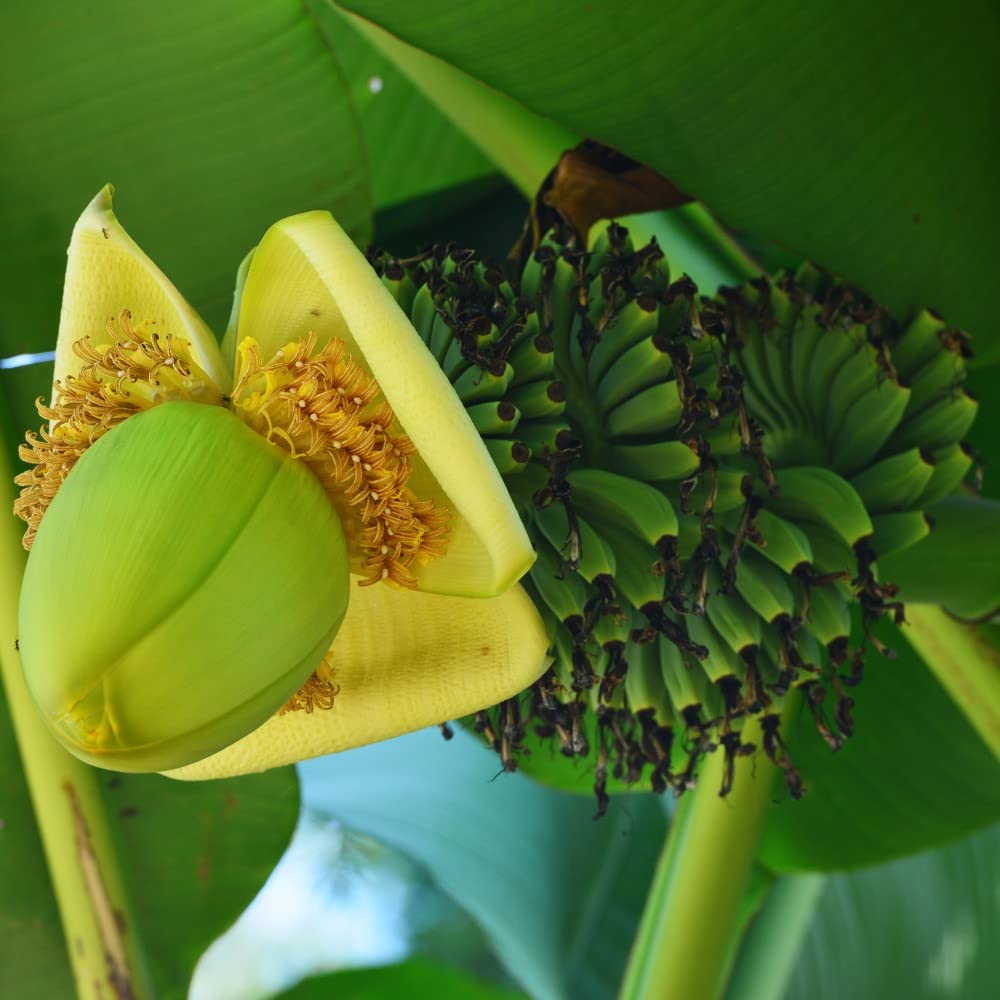 Musa Basjoo Japanese Banana Palm Exotic Upright Evergreen Plant Yellow Flowers Ideal for Patio Pots & Containers by Thompson & Morgan (3 x 10.5cm Pot)