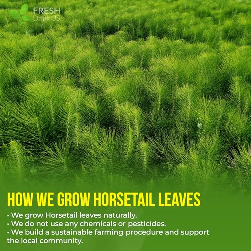 Image of FreshDrinkUS, Premium 15 Horsetail Leaf Tea Bags, 100% Natural & Pure from Horsetail Loose Leaves Herbal Tea. Made with Natural Material Tea Bags. No Sugar, No Caffeine, No Gluten, Vegan.