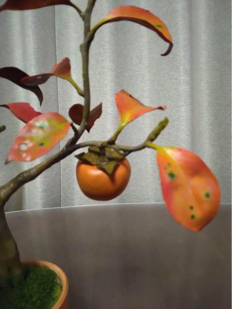 盆栽 柿の木 他石付き 柿2個実つき 盆栽 柿の木 他石付き 柿2個実つき