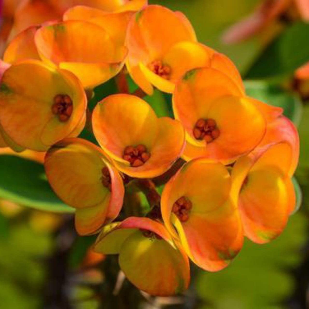 Gurveplantationi® Euphorbia Orange Color Flower Plant Live with Black Plastic Pot. (B0BDV1B65D) Amazon Price History, Amazon Price Tracker