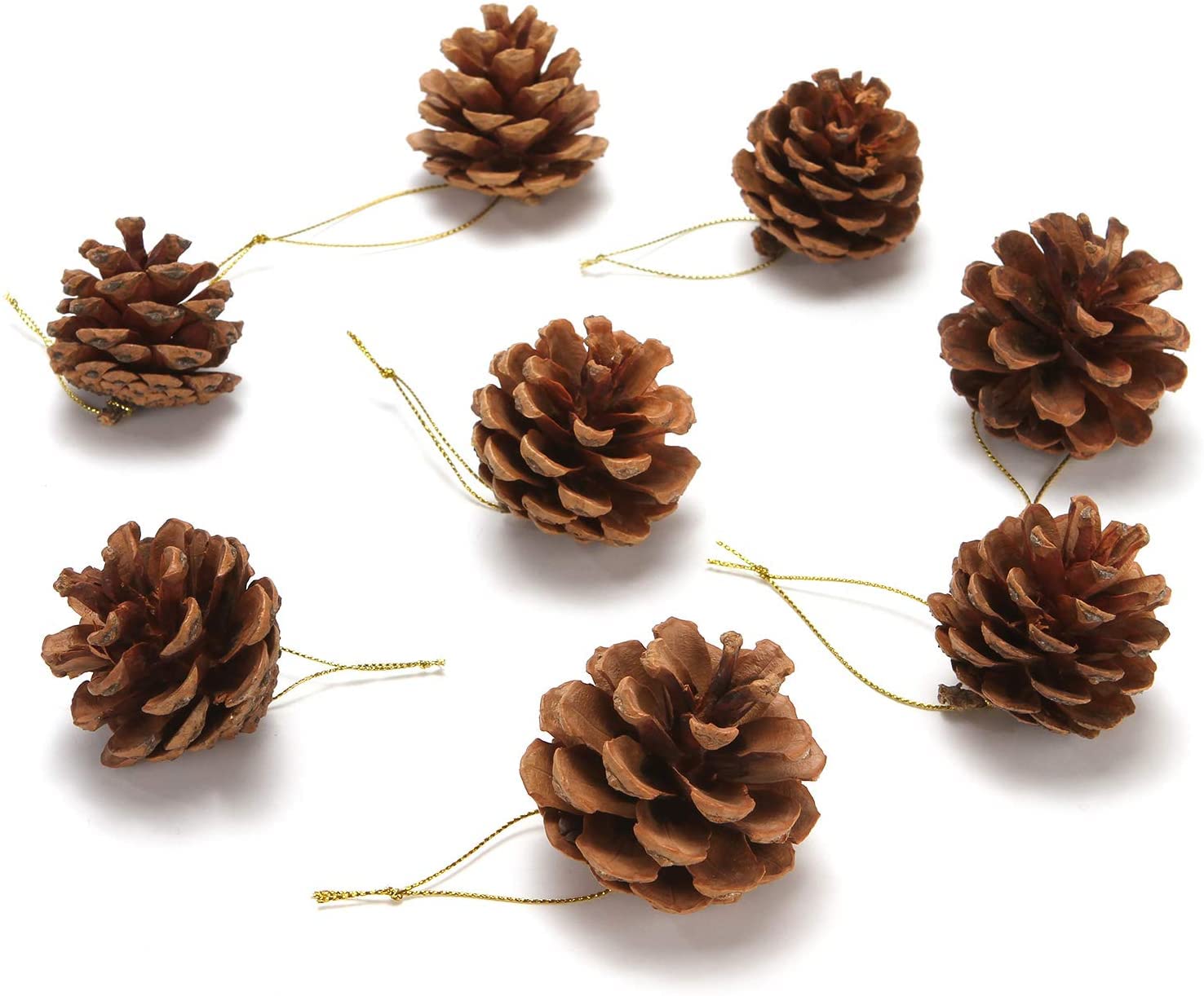 ご注文商品　やすの松ぼっくり 71wDzQKmgbL._AC_UF350,