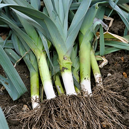 Leek Musselburgh Seeds – Fresh and Tasty Vegetables – Versatile and Easy to Grow – for Your Kitchen Garden
