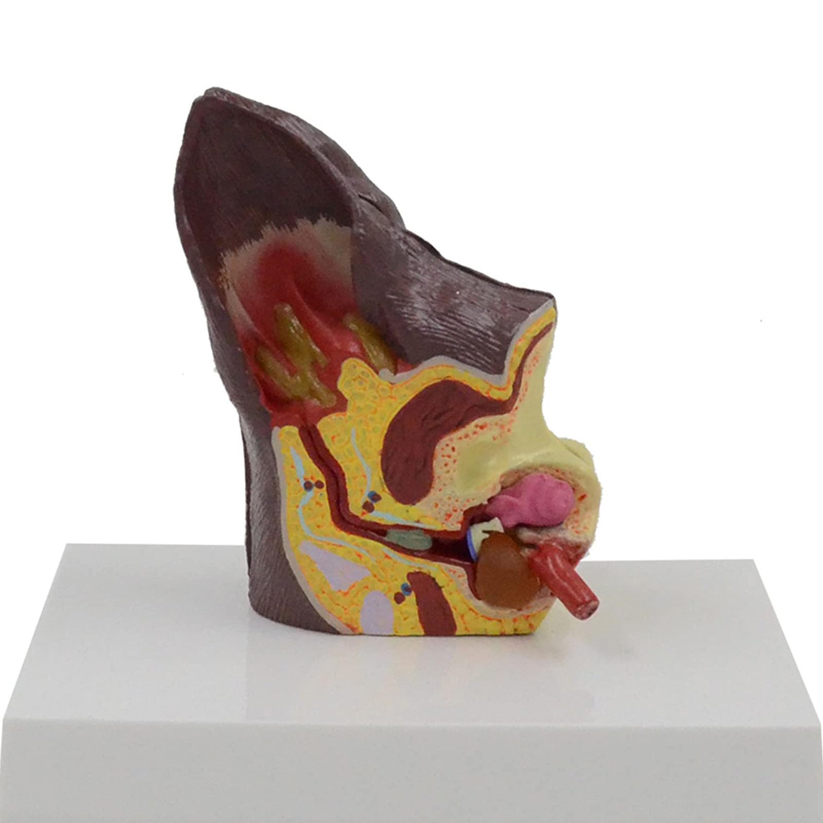 QIeAny Dual-Side Canine Ear Anatomy Model - Normal & Pathological PVC Veterinary Teaching Tool with Hand-Painted Details | 3D Dog Ear Demonstration Model for Classroom, Clinic & Veterinary Education