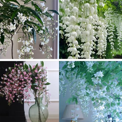 Climbing Jasmine Flower Seeds for Planting 100 Jasminum Sambac Seeds Perennial Flower Plants Non-GMO Heirloom Climbing Jasmine Seed for Home Garden Balcony Vertical Garden Decor