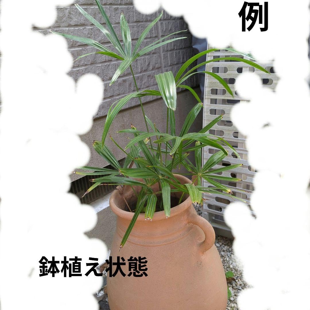 Amazon.co.jp: 【ポット発送】 シュロの苗木 : DIY・工具・ガーデン
