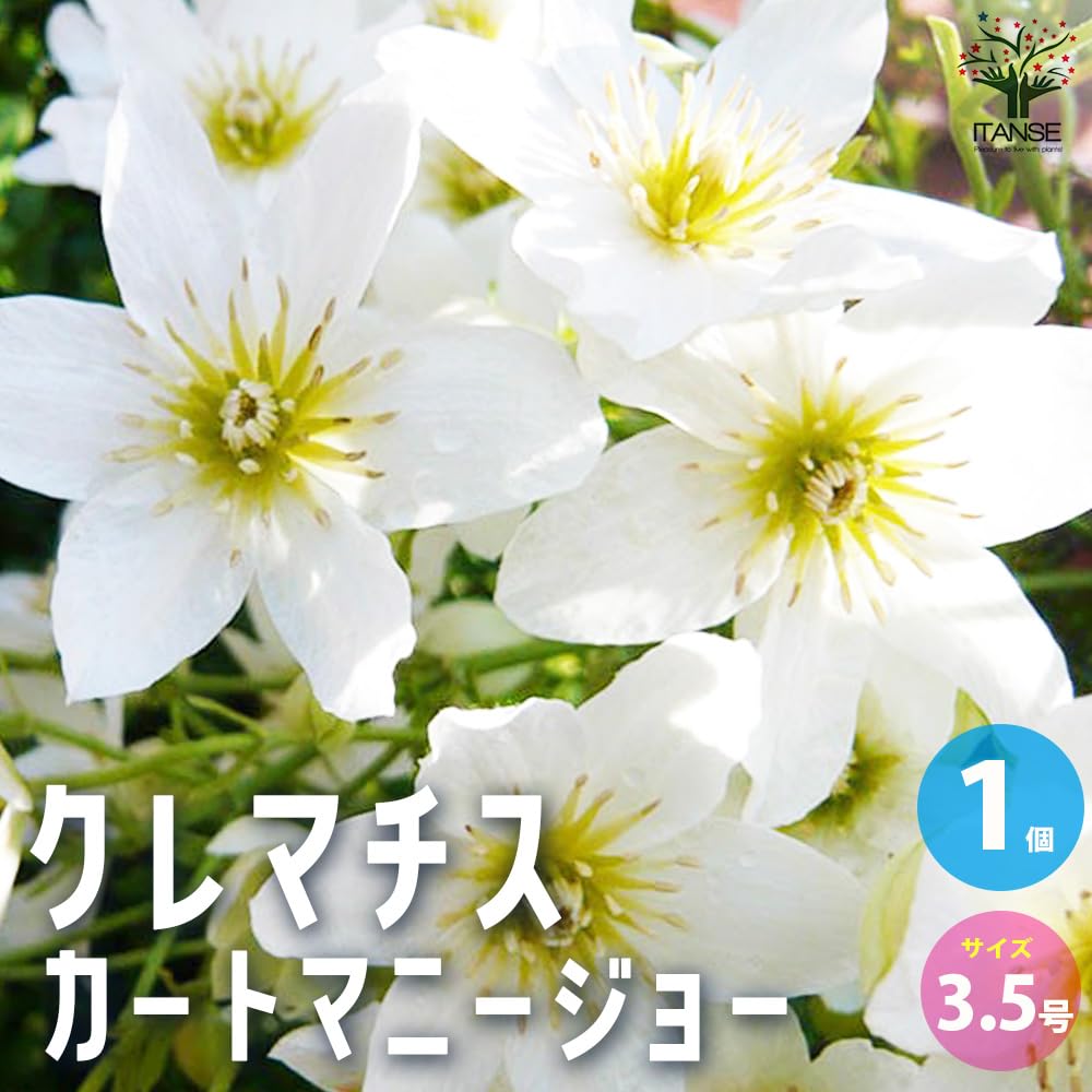 Amazon.co.jp: クレマチス カートマニージョー 3.5号ポット 1個売り